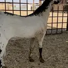 تيس فحل بيشي امرخ