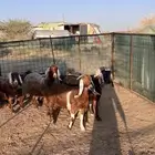 معزا مصريات دفيع
