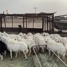 ضان دفع