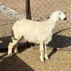 ذبايح للبيع يوجد سلخ وتوصيل
