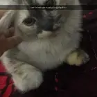 بسه للبيع 4شهور النوع شرازي
