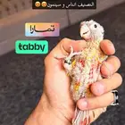 فروخ كنيور للبيع يوجد تابي وتمارا