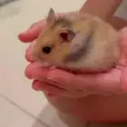هامستر اليف للبيع