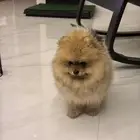 كلب بومرينيان عمر شهرين