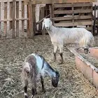 اللبيع جفره طيبهه