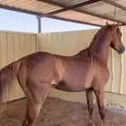 حصان شعبي من أندر الشعبيات