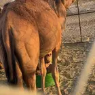 بكرهه حمراء