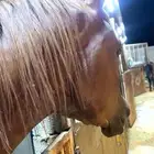 خيل واهو