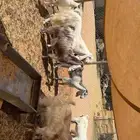 معزى اشباب بفحلها