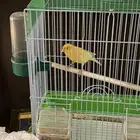 عصفور كناري