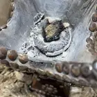 عود الكلمنتان   عرض اليوم الوطني 95