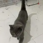 قط بريتش شورت هير للتبني