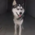 كلب هاسكي عمره 6اشهر