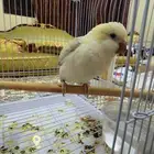 كويكر اليف هدد متكلم لون مميز جدا ( تم البيع )