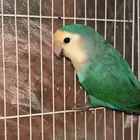 ذكر روز منتج