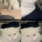 قطه ضايعه