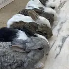 ارانب بابيون وشنشيلا (تم البيع)