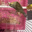 ذكر بندوق ياسمين طفره