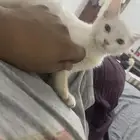 قطة