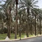 تمر بيع الثمر كامل