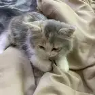 قطة للبيع شيرازي