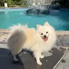 كلب بومريميان جميل جدا