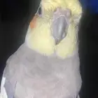 طير كروان كوكتيل