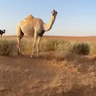 بكره وضحا باتليه طيبه عضم وجنب وممشاء ميمشي قدمها ناقه