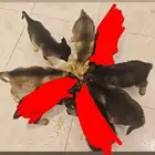 جراوي هاسكي بعمر شهرين ونص