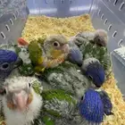 فروخ لوري فروخ كنيور