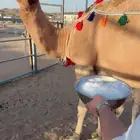 للبيع خلفه حمراء