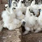 دجاج قطني فاخر واحجام تب