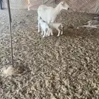 شاه حريه والد معها خروف ورخل