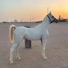 حصان شعبي