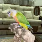 ببغاء كنيور دبل فاكتور