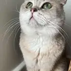 قط سكوتش فولد للتبني