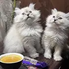 كيتن
