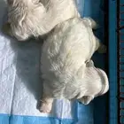 جراوى مالتيز بيور ( للحجز )