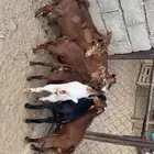 تيوس وعنقان بلديه