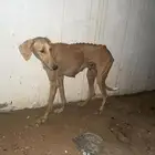 سلق كلاب صيد اناثي ومعهن امهن جلمة او تفريد الارطاوية