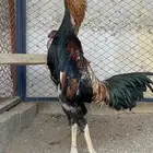 ديك شامو اوساكا نخبه