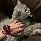 قطه للتبني نظيفه وجميلة