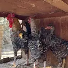 للبيع دجاج فيومي