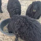 جذعان عرب