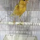 كناري سوري تغريد