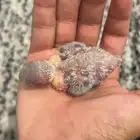 طيور ضايعة