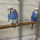 زوج بادجي