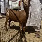 عنز جنوبية