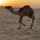 للبيع قعود