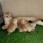 للبيع سكوتش فولد مع عيالها